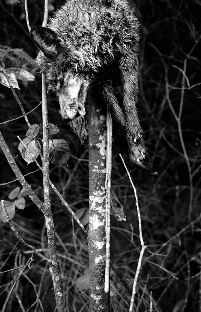 The bloody consequences of fox hunting